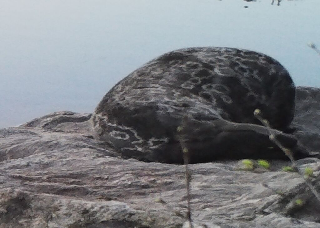 55c4d83a-8125-4cc2-8933-9a2a101d010b