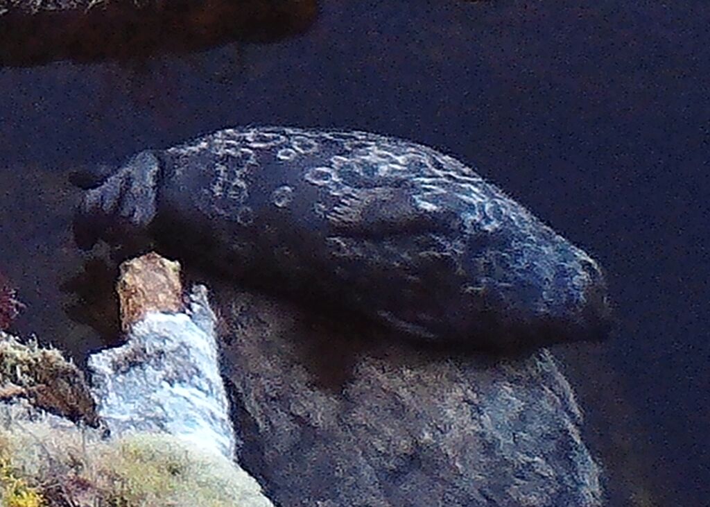 55c4d83a-8125-4cc2-8933-9a2a101d010b