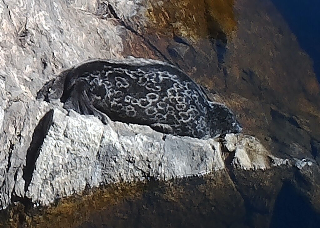 55c4d83a-8125-4cc2-8933-9a2a101d010b