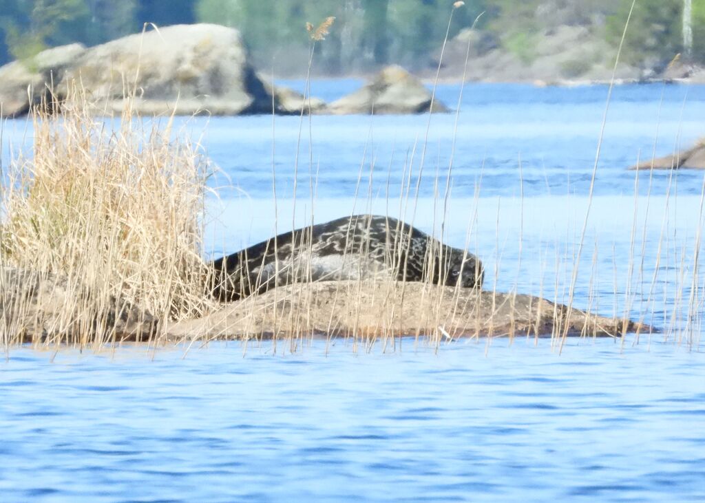 695adc6b-b23d-47d3-8387-7f730fc58730