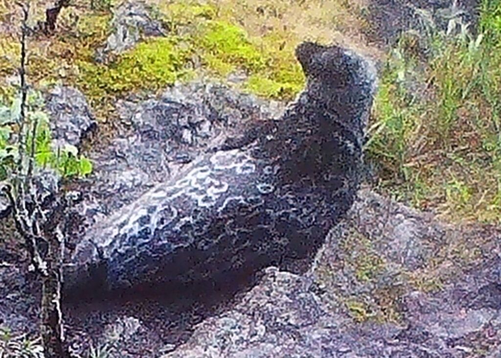 55c4d83a-8125-4cc2-8933-9a2a101d010b