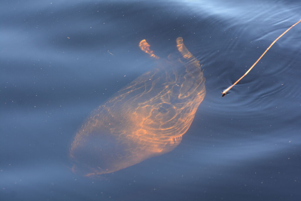 8ada792d-8eb8-473d-89e3-6373e2fe6639