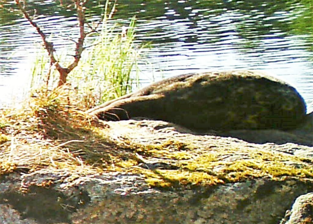 55c4d83a-8125-4cc2-8933-9a2a101d010b